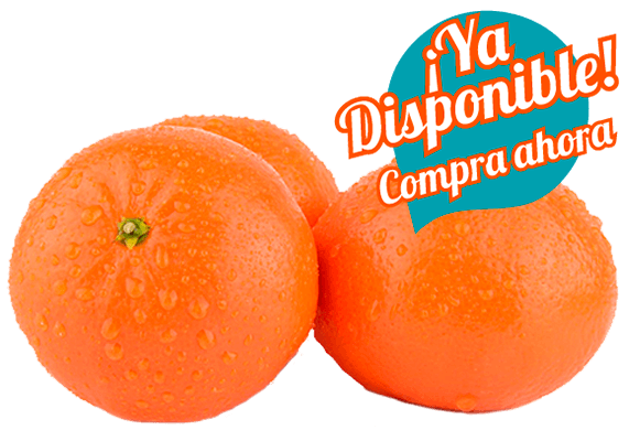 Comprar Clementina Marisol Comprar Clementina Marisol
