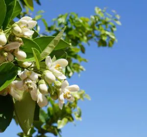 flor de azahar