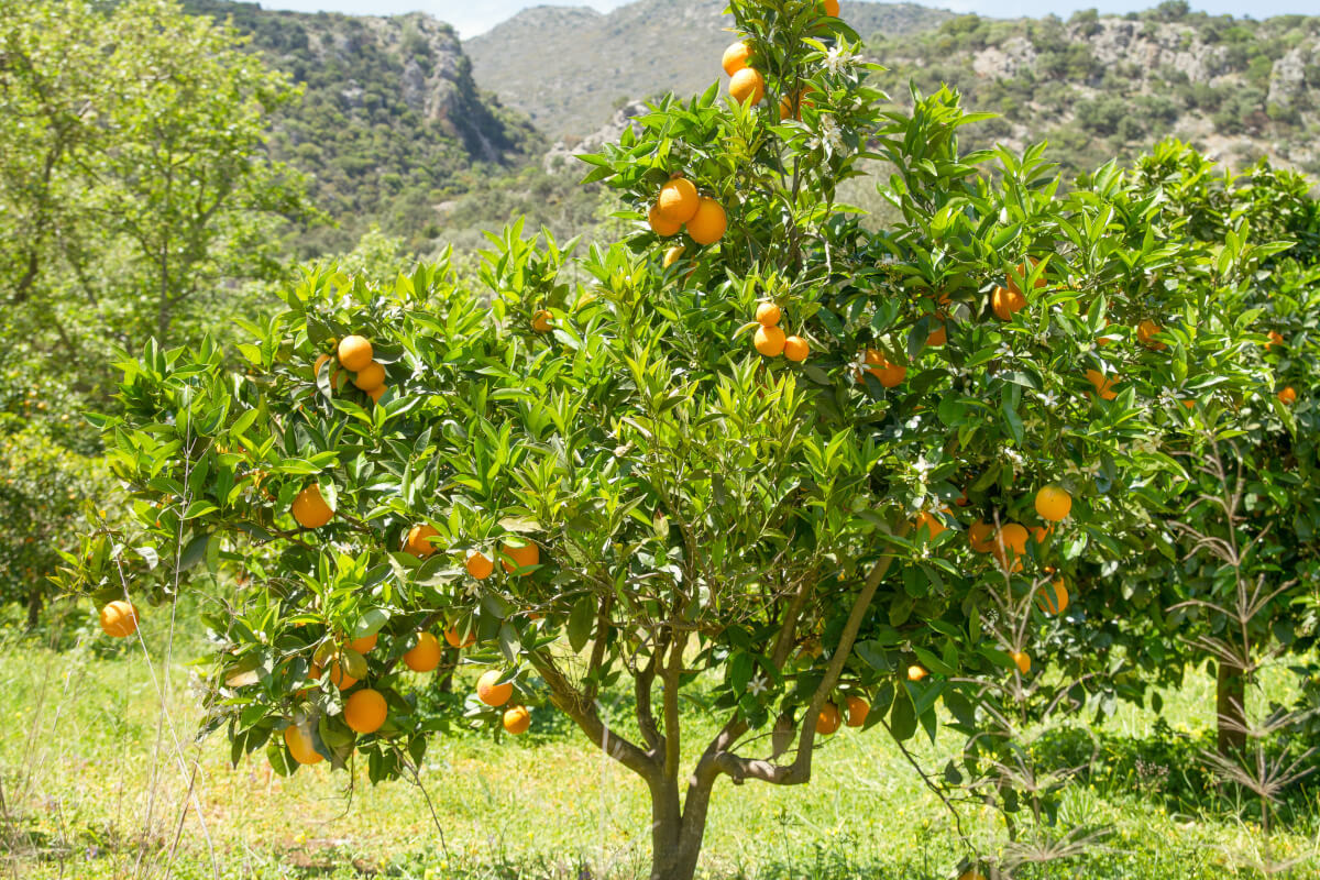 Cómo cultivar un naranjo en maceta