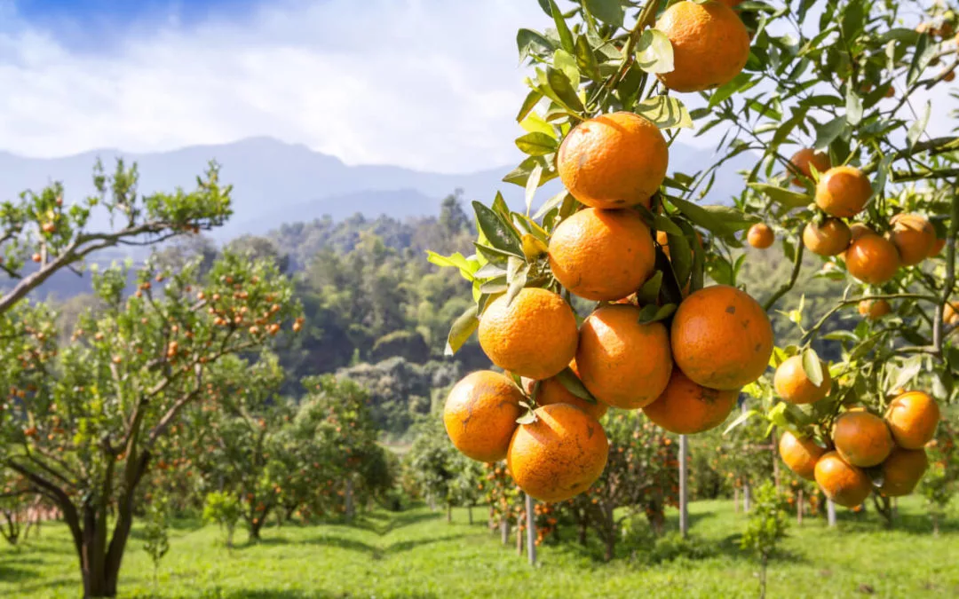 Naranjas Ecológicas: Todo lo Que Debes Saber