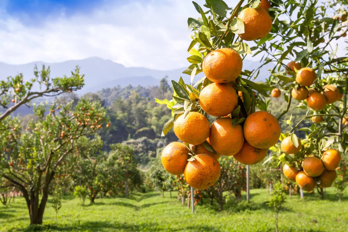 naranjas ecológicas