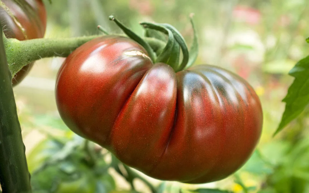 6 Propiedades del Tomate Únicas y Saludables