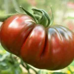 propiedades del tomate