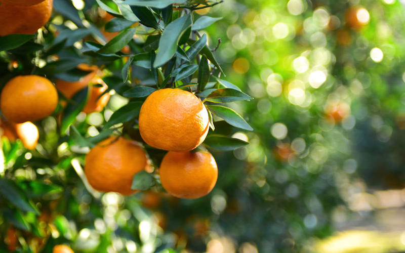 Mandarino: árbol de la mandarina