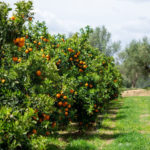 temporada naranjas