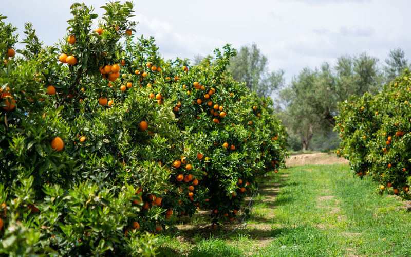 Temporada de Naranjas: calendario de cada variedad