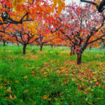 caqui arbol