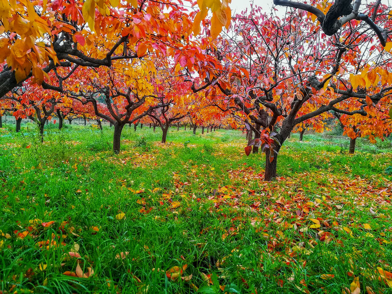 Caqui árbol: Todo lo que necesitas saber de este fruto