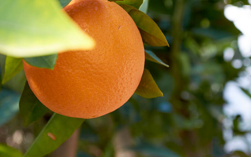 Origen de la Naranja