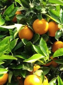 origen de la naranja