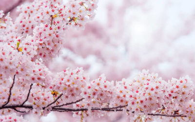 Flor de Cerezo: Increíbles propiedades