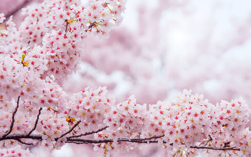 Los cerezos en flor, blanco, árbol de cerezo, flor, fruto, la