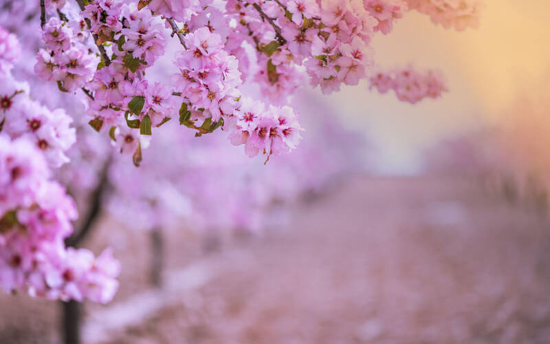 cerezos en flor