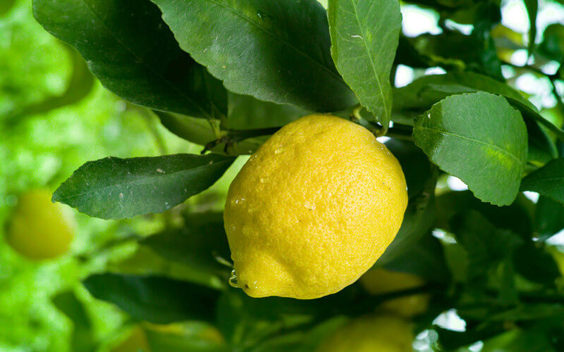 como podar un limonero