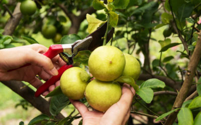 Cómo podar un limonero: paso a paso