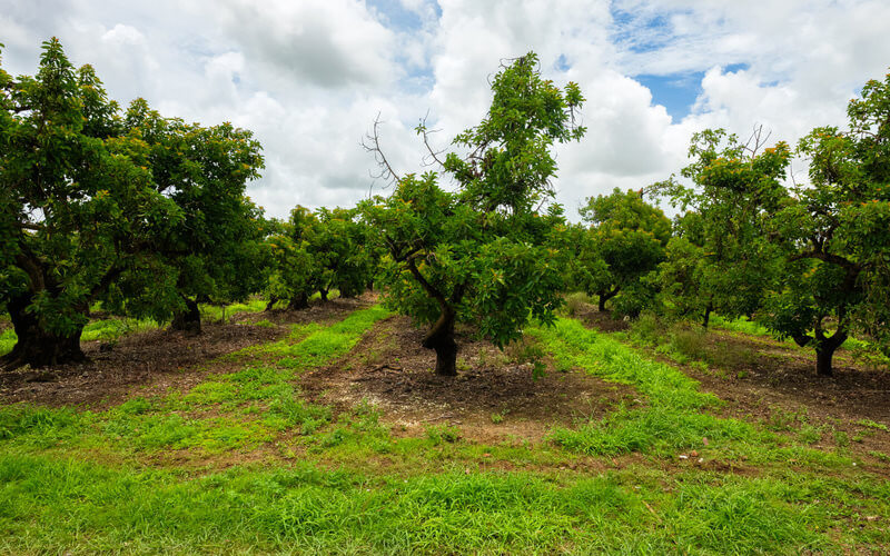 cuidados del aguacate