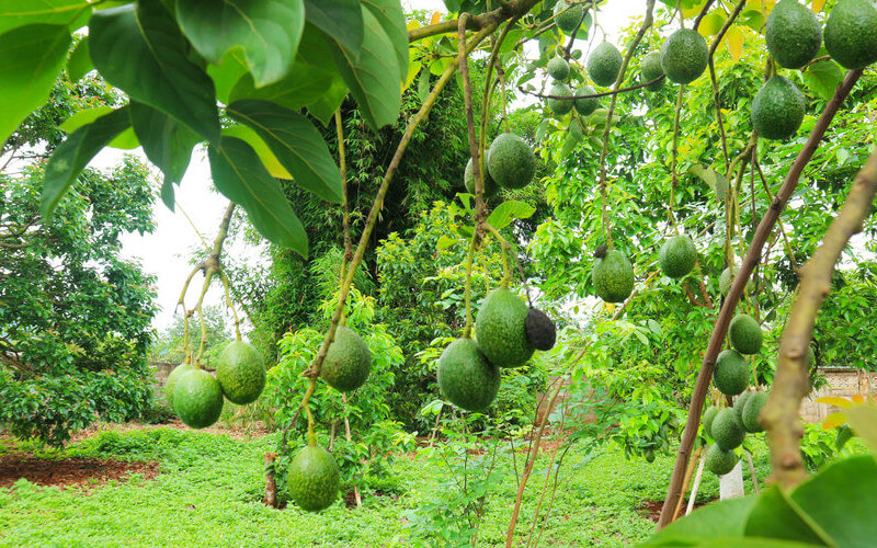 cuidados del aguacate