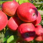 propiedades de la manzana