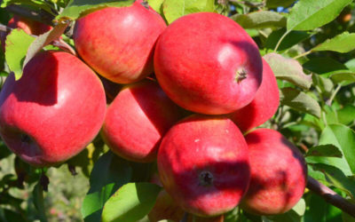 7 Propiedades de la Manzana