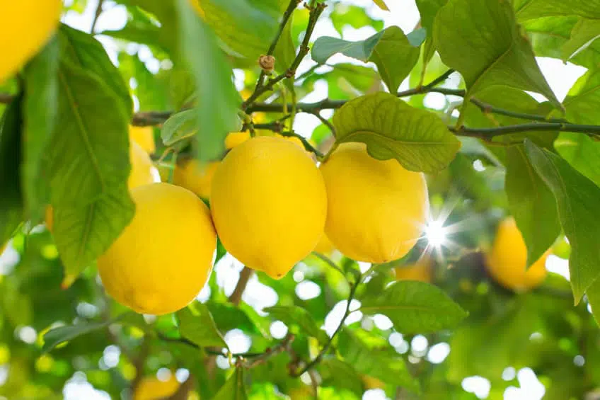 naranjas y limones