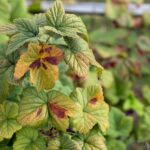 carencia de zinc y manganeso en cítricos