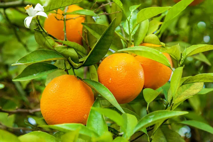 Naranjas y Mandarinas