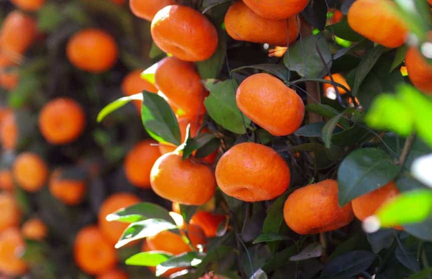 Naranjas y Mandarinas