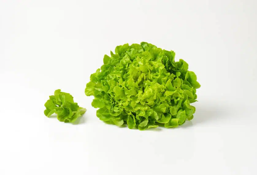 tipos de lechuga