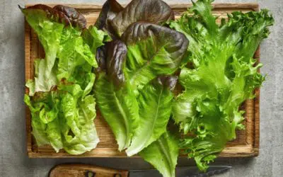 Descubre los 14 Tipos de Lechuga