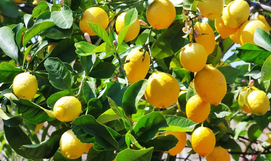 ¿Cuándo da Limones un Limonero?