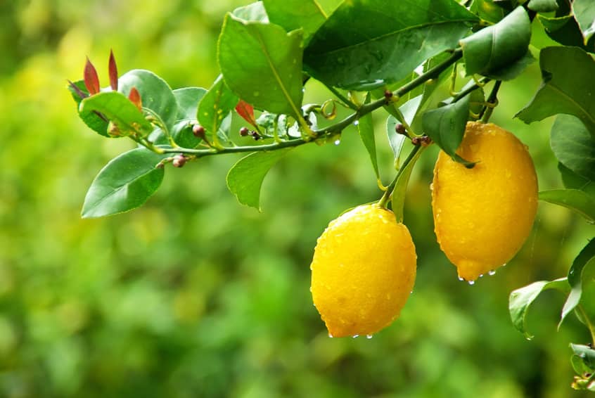 ¿cuándo da limones un limonero?