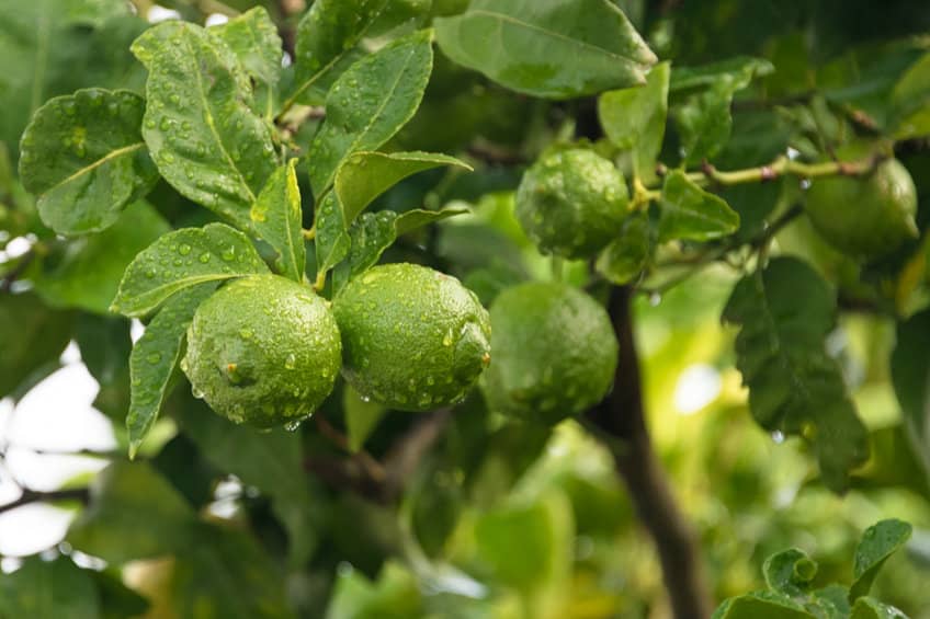 ¿cuándo florece un limonero?