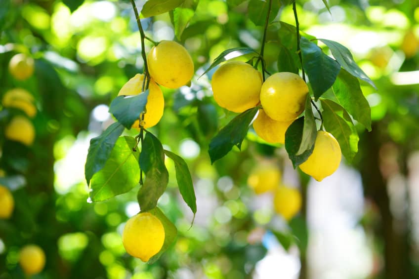 ¿Cuándo Florece un Limonero?