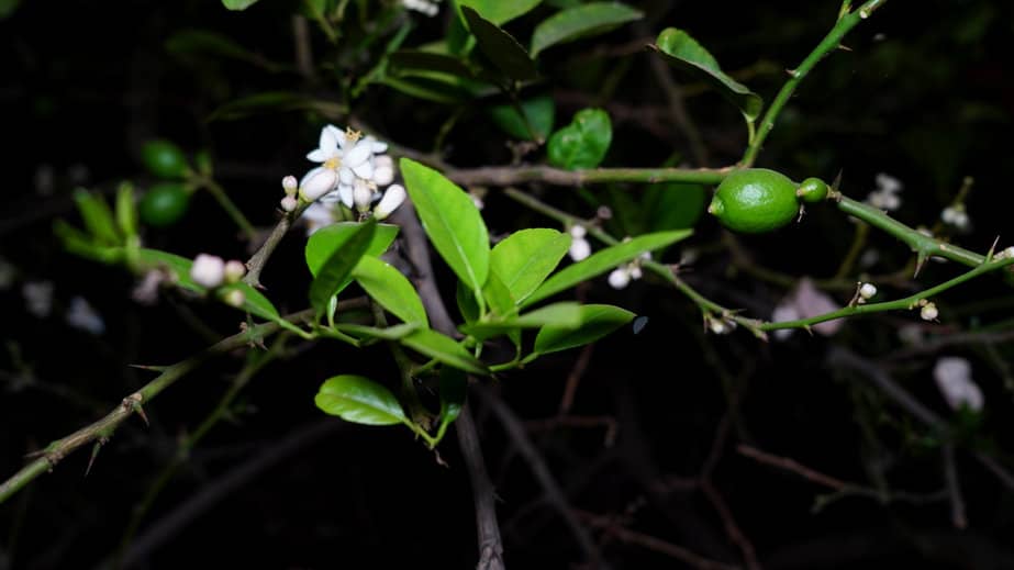 ¿cuándo florece un limonero?