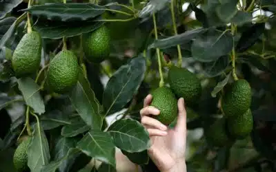Aguacate Hass