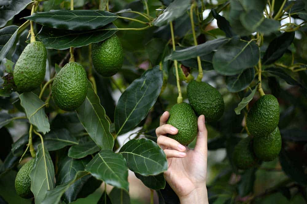Aguacate Hass
