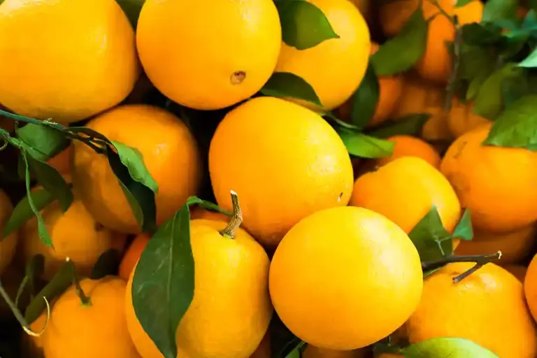 Cuál es La Mejor Naranja del Mundo