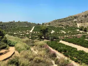 Dónde se Cultiva La Mejor Naranja