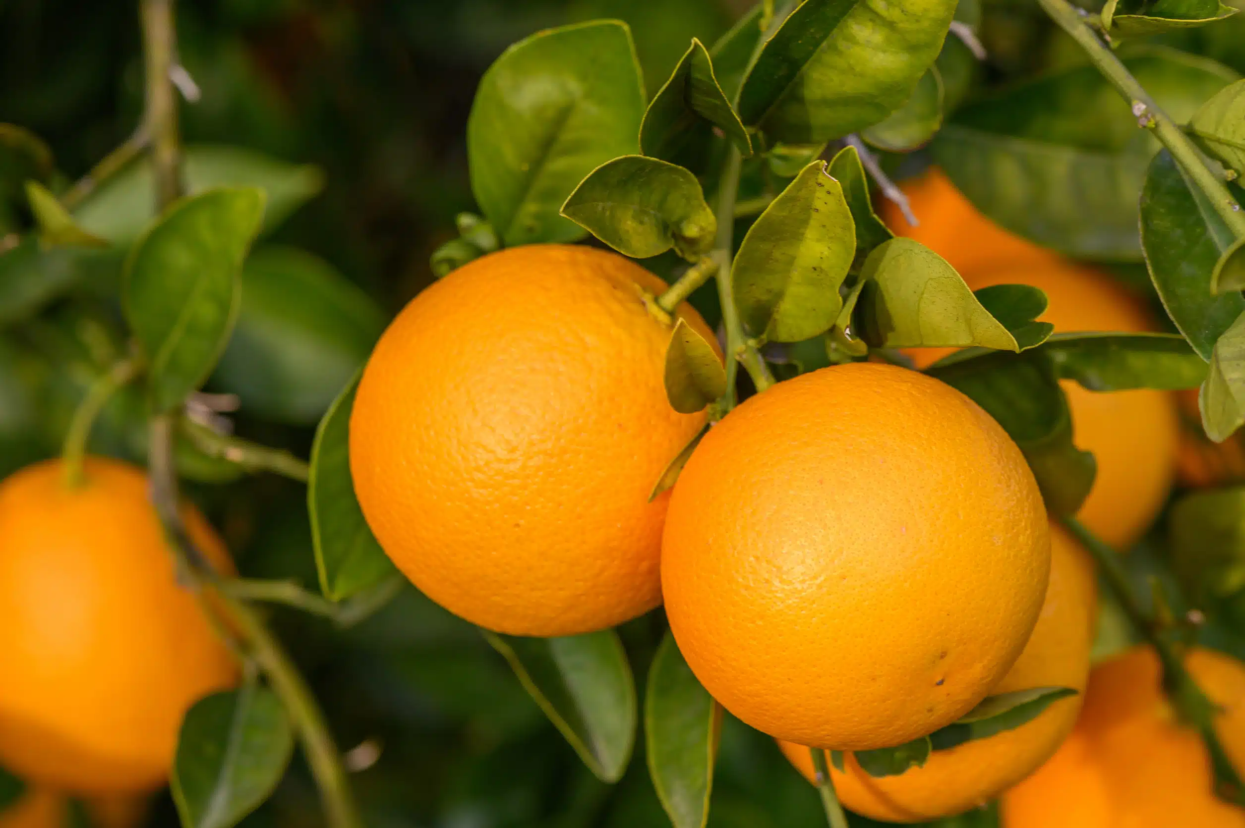 La Mejor Naranja del Mundo FrutaMare