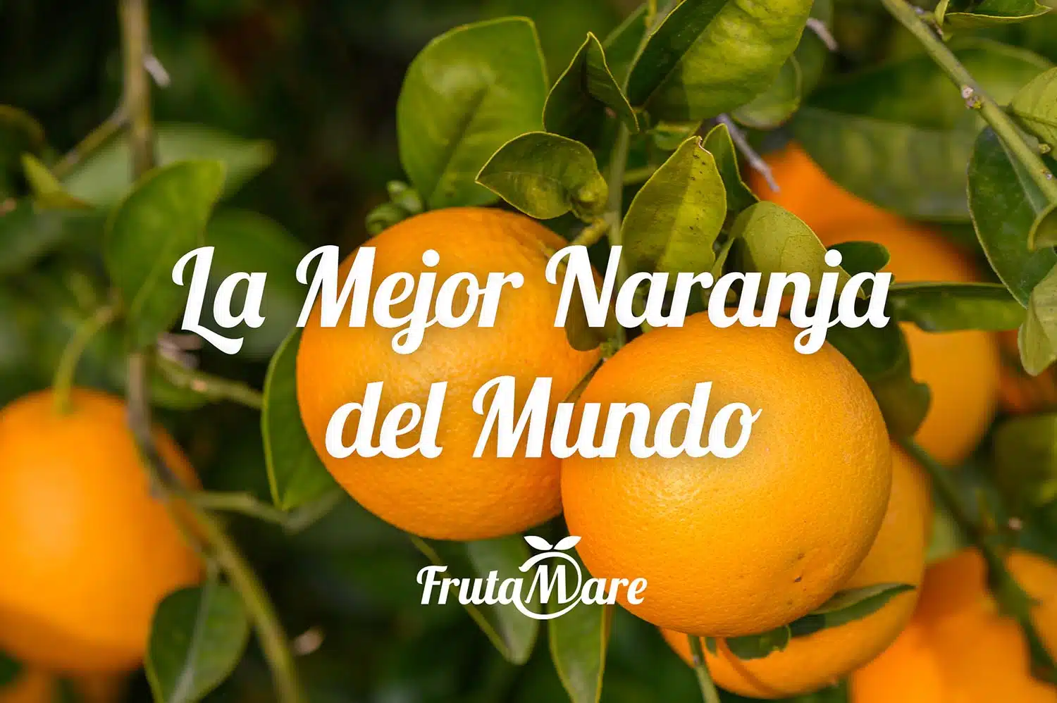 La Mejor Naranja del Mundo
