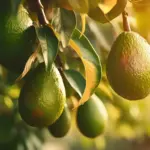 Planta del Aguacate