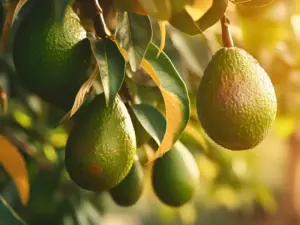 Planta del Aguacate