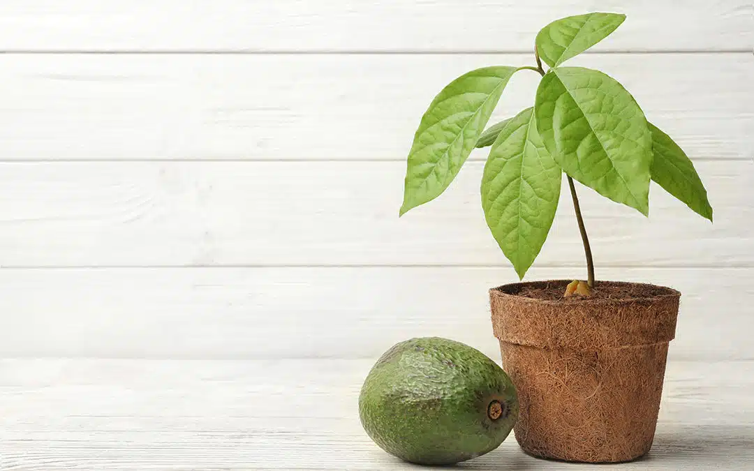 ¿Cómo Plantar Aguacate en 4 pasos?