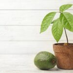 Cómo Plantar Aguacate