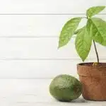 Cómo Plantar Aguacate