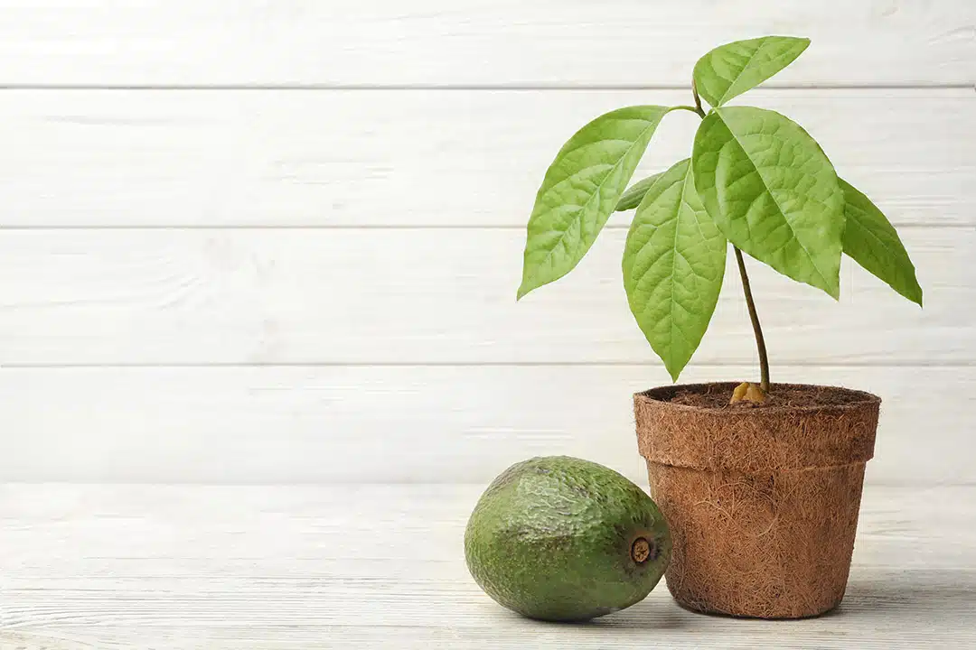 Cómo Plantar Aguacate