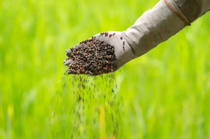 carencia de boro en cítricos