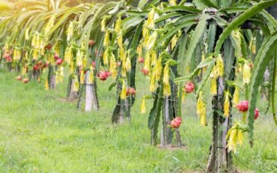 ¿Cómo Cultivar Pitaya O Fruta Del Dragón?