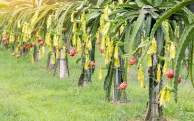¿Cómo Cultivar Pitaya O Fruta Del Dragón?