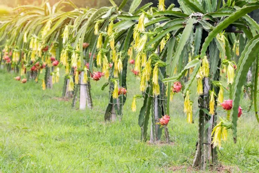 ¿Cómo Cultivar Pitaya O Fruta Del Dragón?